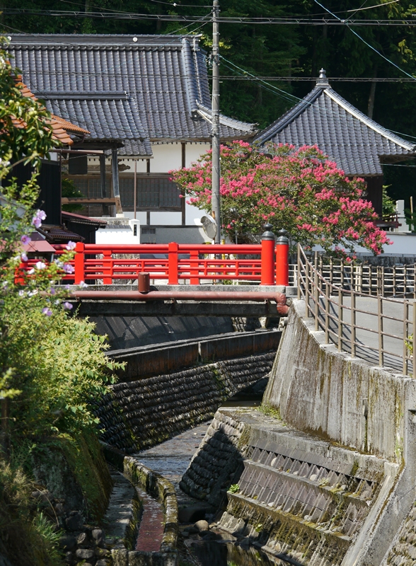 念佛寺のサルスベリを遠望