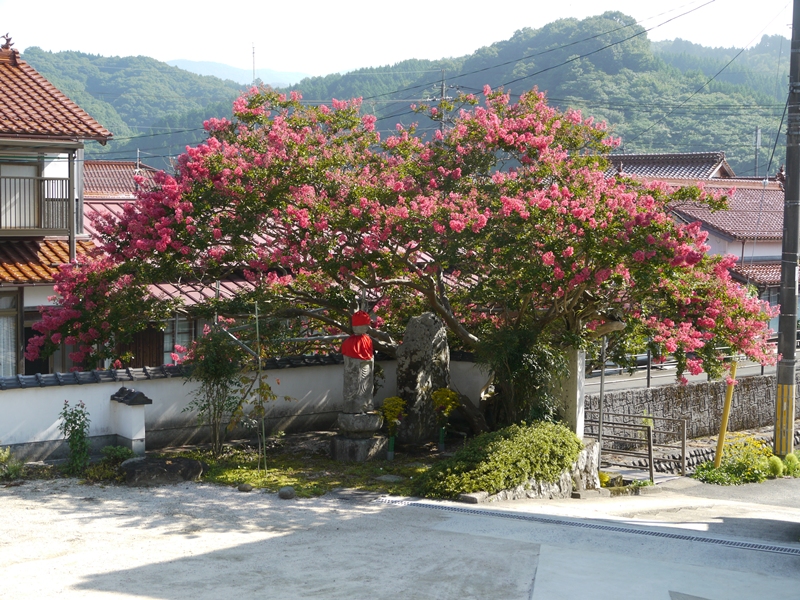 2015/08/15 念佛寺の百日紅満開