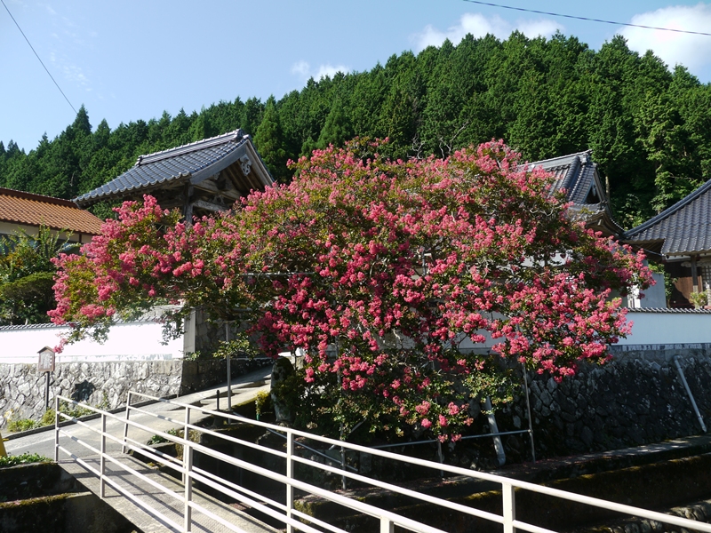 2015/08/18 戸島川を挟んで満開の念佛寺の百日紅