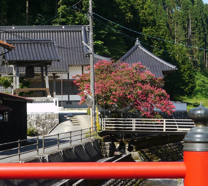 2015/08/18 幸橋から満開の念佛寺の百日紅